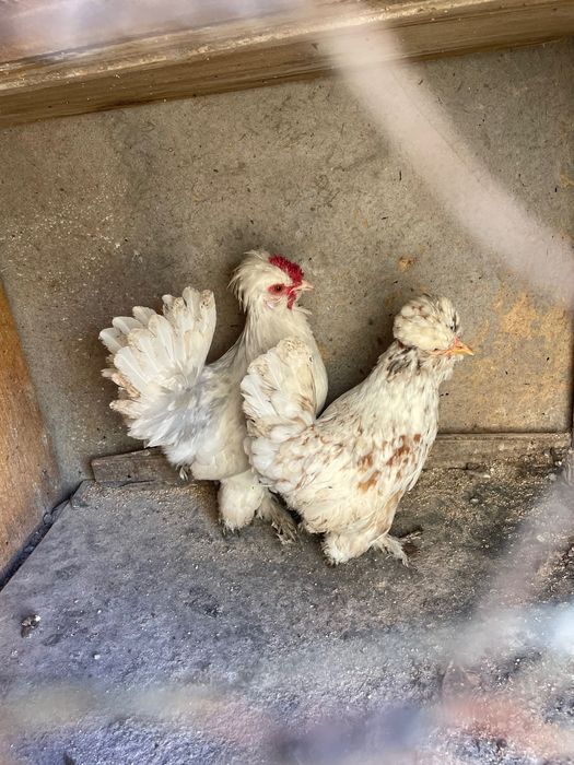 Струмски стандарт,бантам и копринки