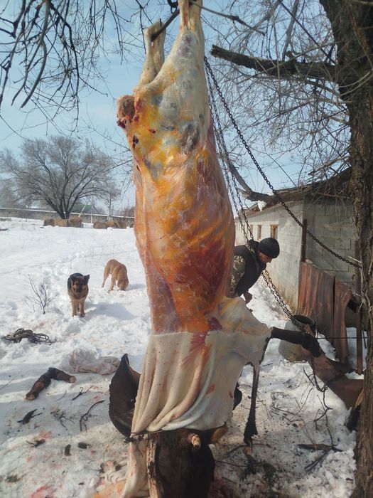 Вынужденый забой