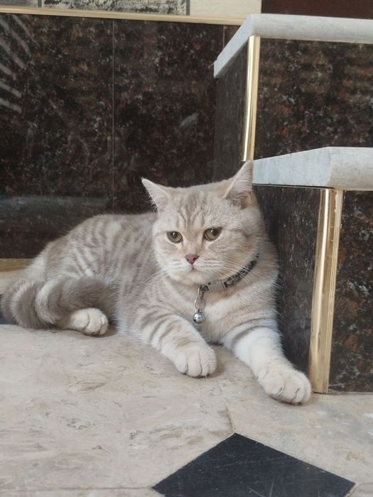 Скотиш фолд тоза зотли