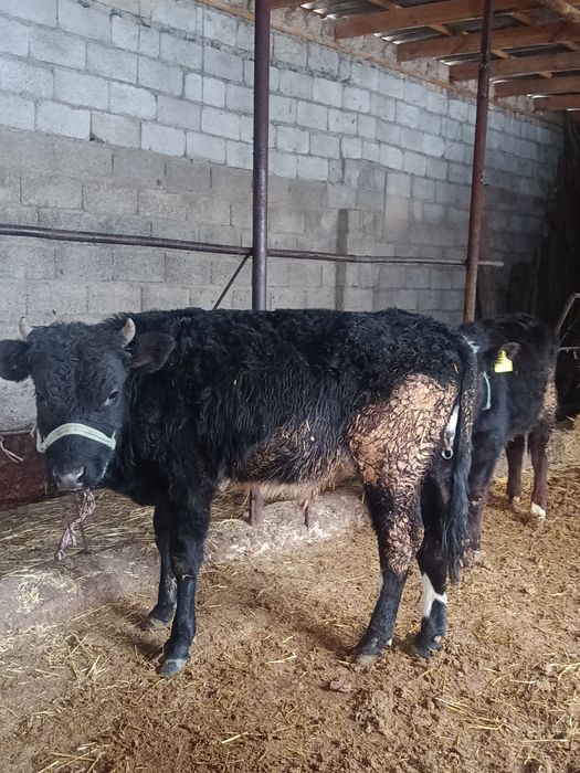 Еркек бузаулар бар