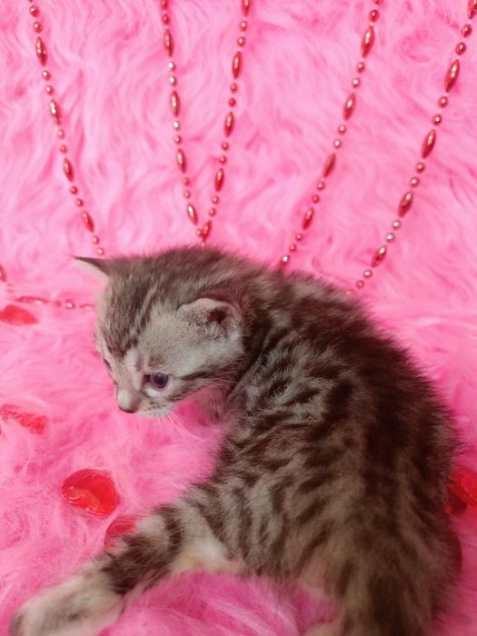 Продам бенгальских котят