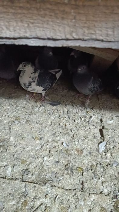 Vând porumbei voiajori