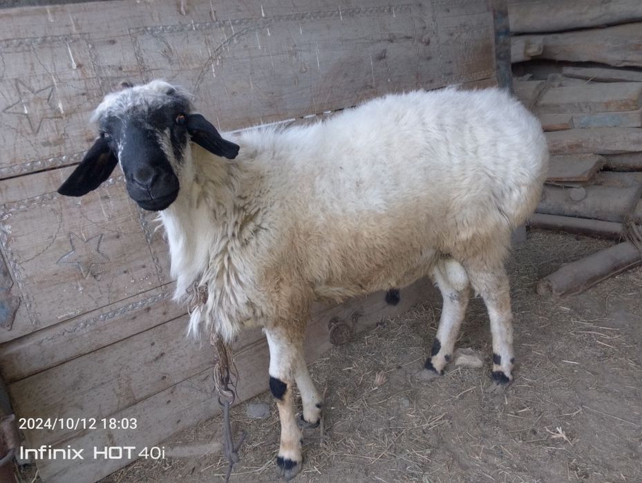 Oq qoʻchqor sotiladi