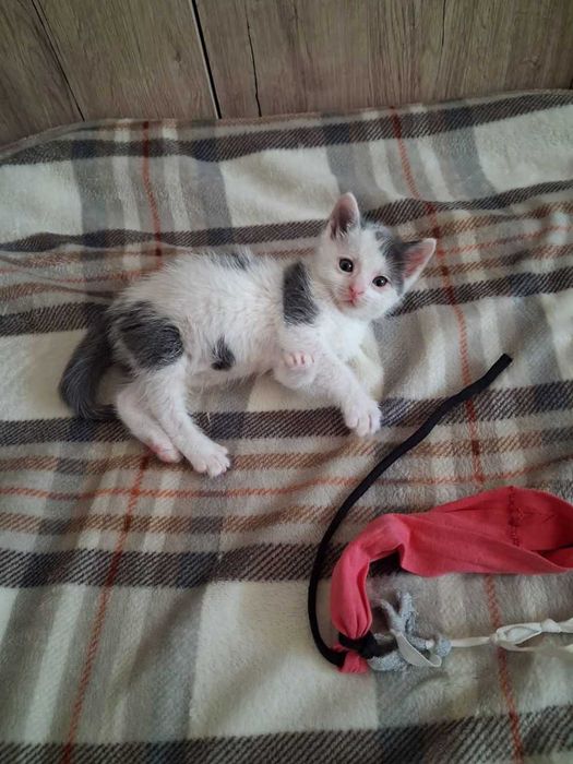 Donez 2 pui de pisica cu varsta de 5 saptamani Hunedoara