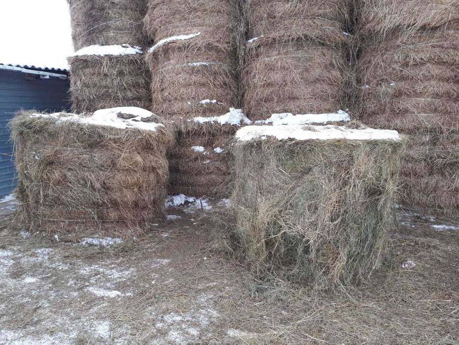 Продам сено в рулонах