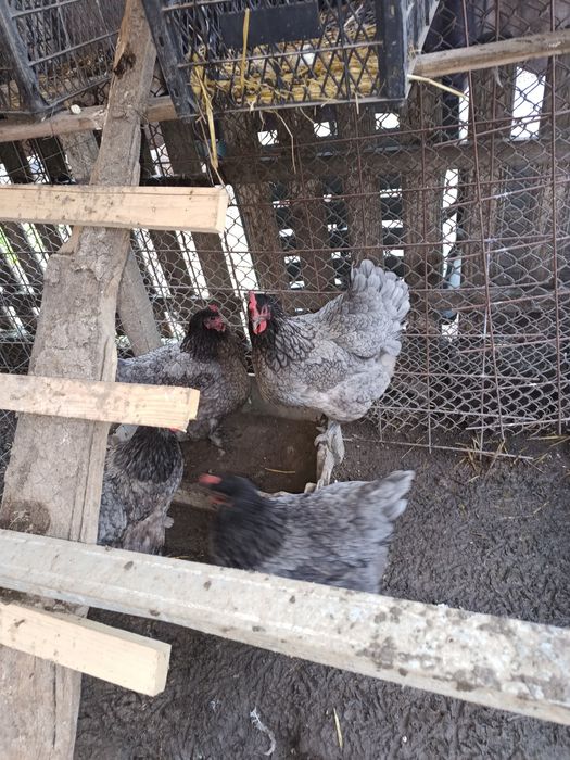 Oua pentru incubat araucana și austrolop albastru