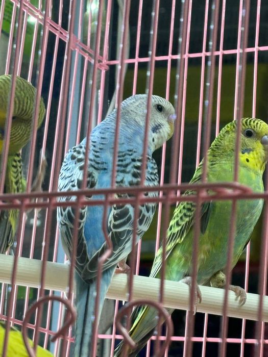 Волнистые попугаи птенцы