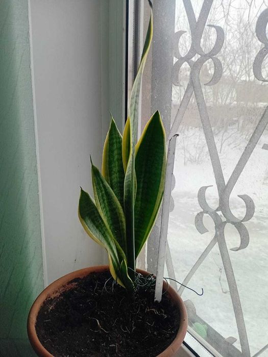 Цветы -    молочай,  *Тещин язычок*