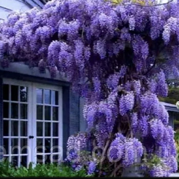 Глициния (вистерия)
