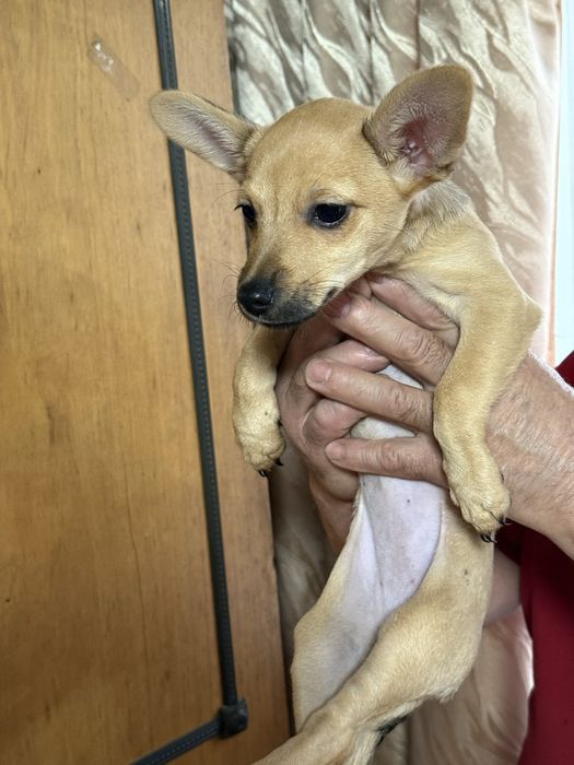 Продам той терьера девочку