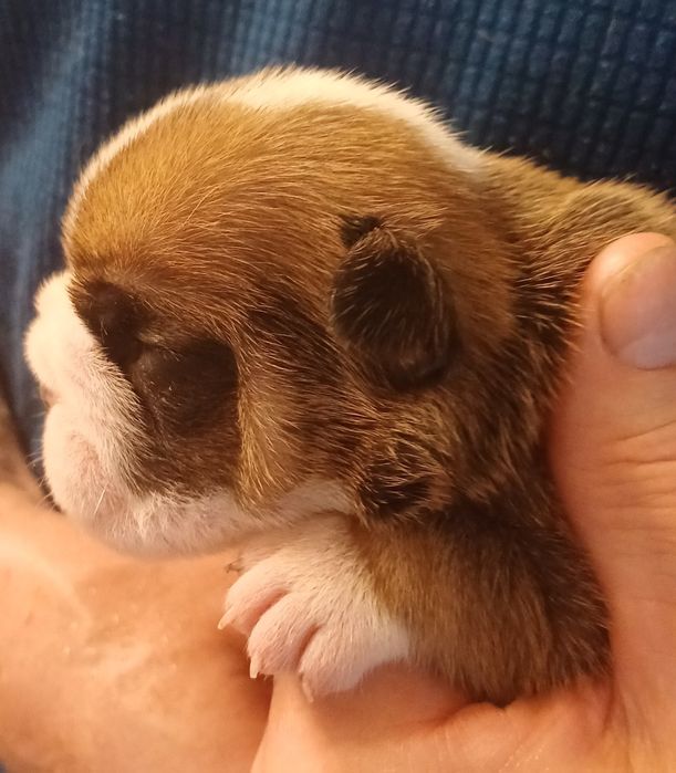 Щенки английского  бульдога