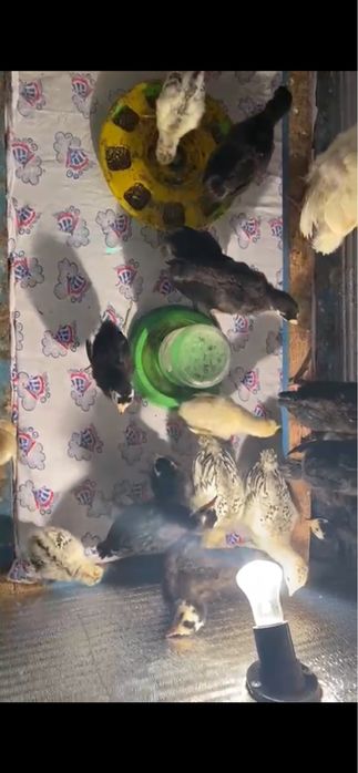 Продаются индюки,гуси,цеплятя