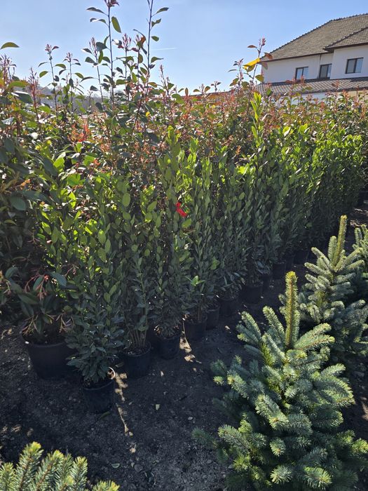 Dafin  Palmier pon-pon