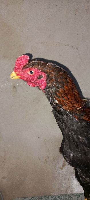 Дакан джужик месяц май