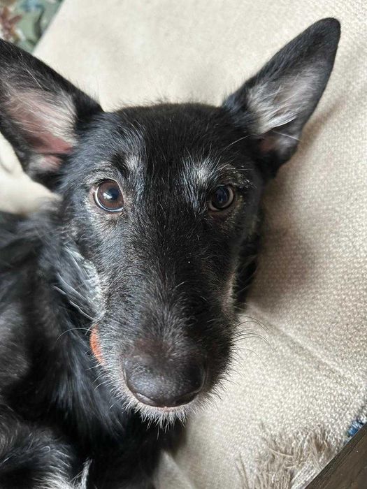 Добрая и ласковая собачка ищет хозяина