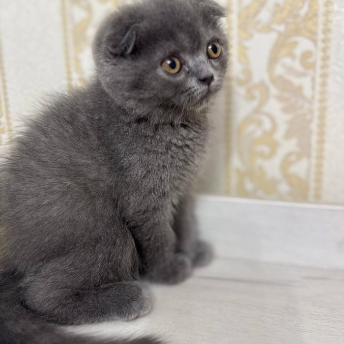 Продаётся котянок двух месячный