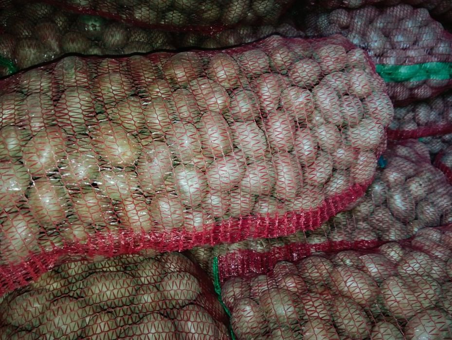 Cartofi roșii de sămânță