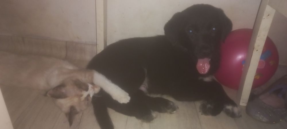 Щенки в добрые руки, порода двор-терьер