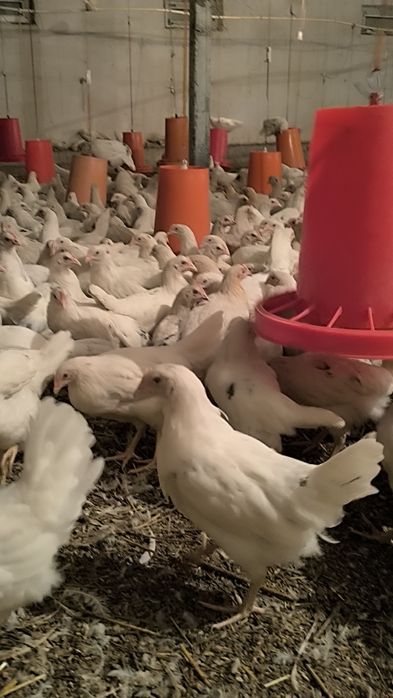 Ser tuxum oq tovuqlar sotiladi