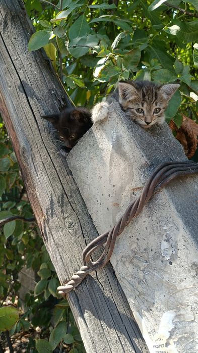 Отдам котят в хорошие руки