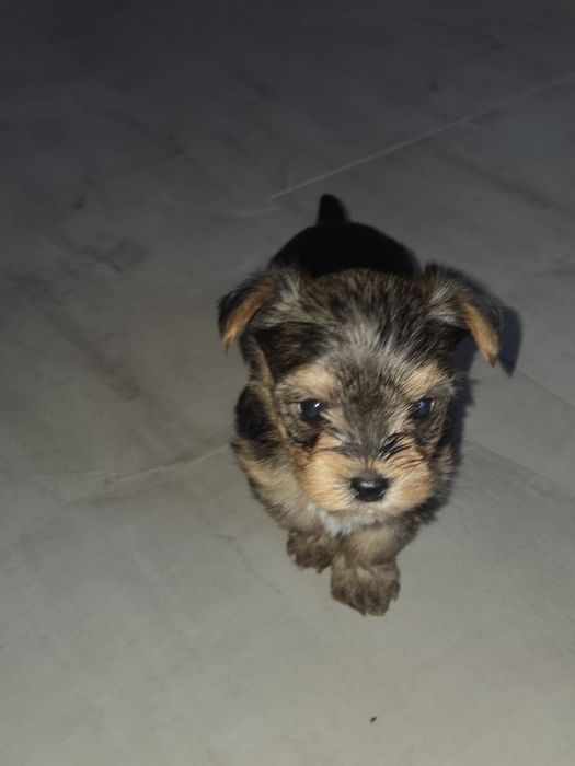 Мини Йорки момчета