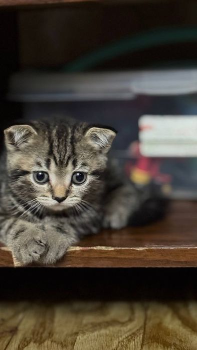 Продаю котят 2 месяца будет 23 числа 2 девочки один мальчик . П