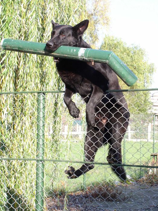 Dresaj canin Satu Mare