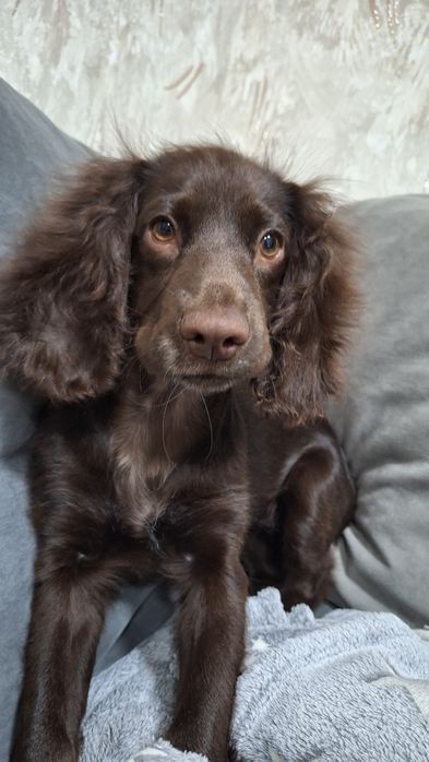 Русский спаниель девочка