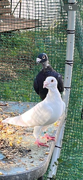 Porumbei voiajori de vanzare