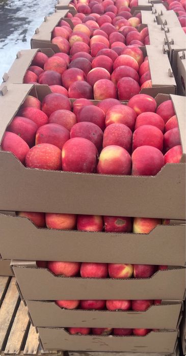 Местные яблоки высших сортов оптом