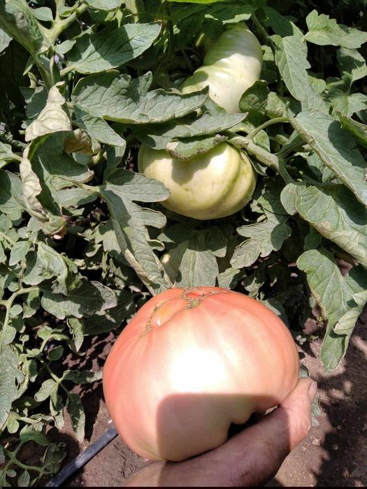 Разсад селски розов домат и червен селски  с тънка люспа и без кочан