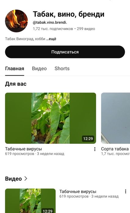 ДОМАШНИЙ самосад