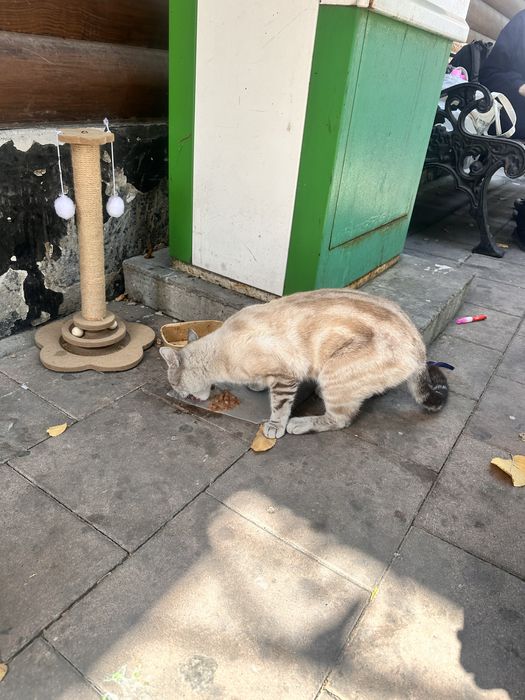 Котик потеряшка