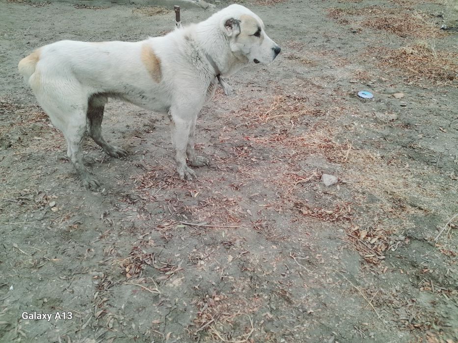 Alabay sotiladi yosh