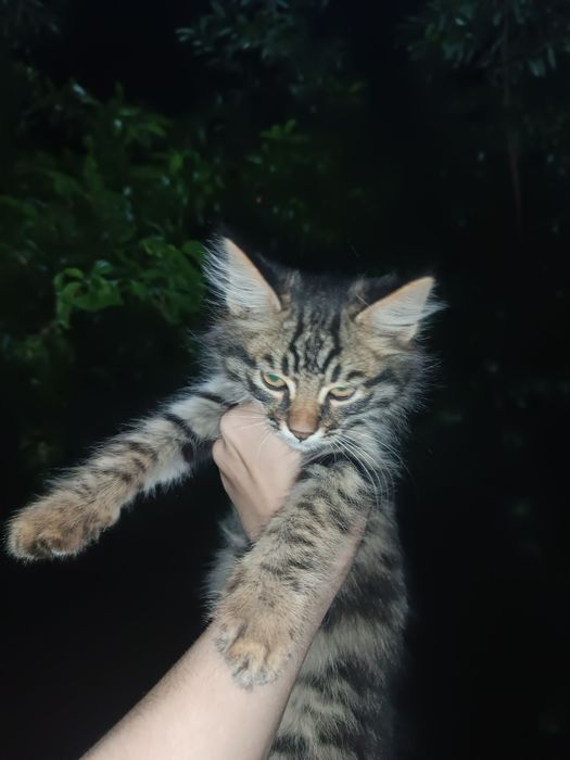 Отдаём котят в хорошие руки