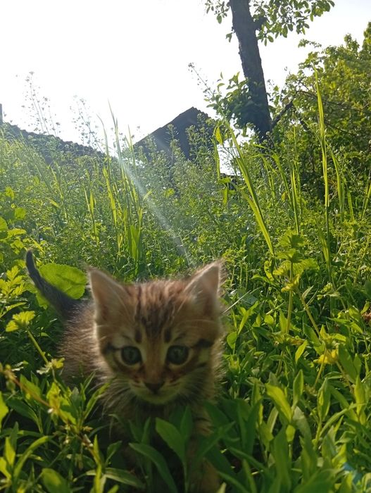 Котята Мальчик Девочка