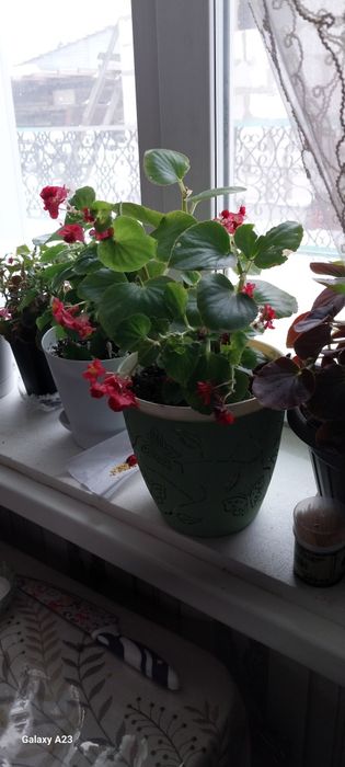 Продам  бегонию вечноцветущую