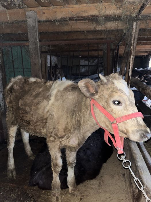 Кунажын сатылады 1жаска толмаган.Багасы:250.000 кемы бар.Таразда тур