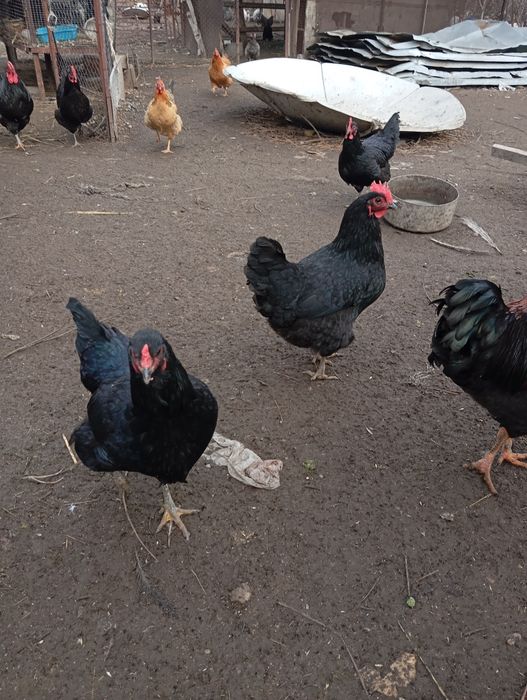 Инкубационные яйца