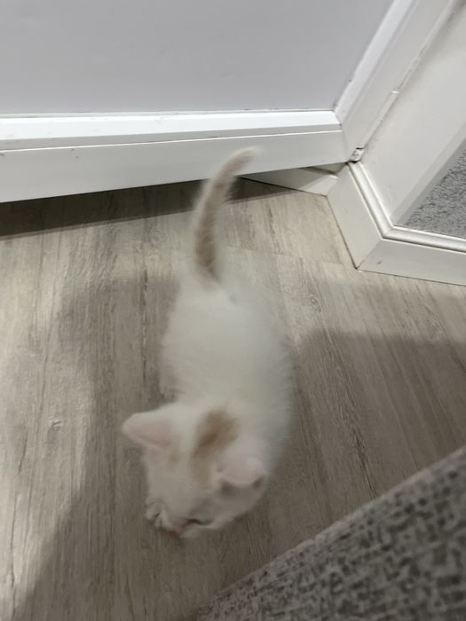 котенок 1,5 месяц