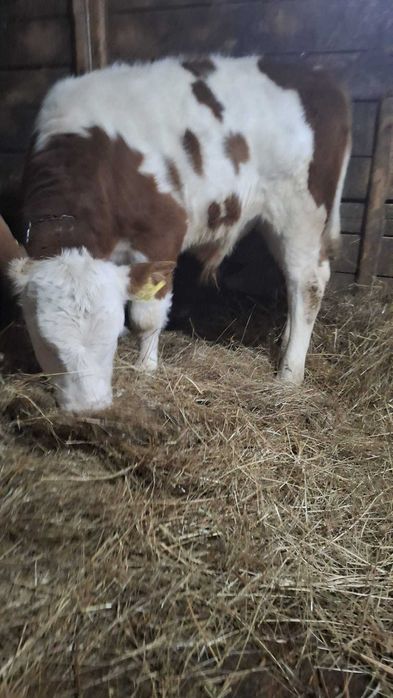 Vitel balțat de vanzare