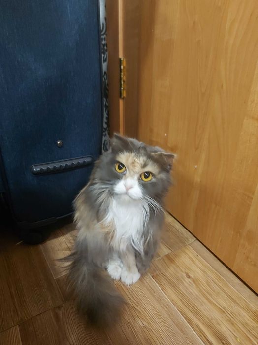 Отдам кошку трехцветную