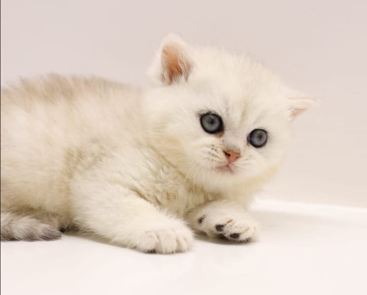 КотЯта  ОчаРоваШки БриТашки