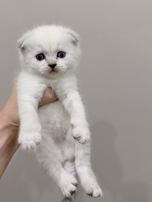 Котенок вислоухая белая
