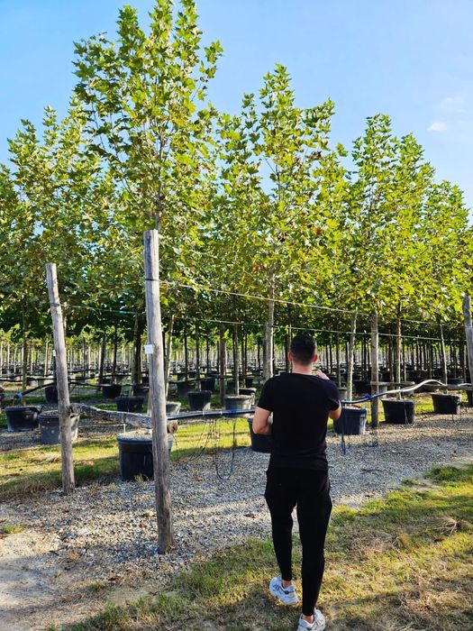 Vând copaci foioși de toate dimensiunile