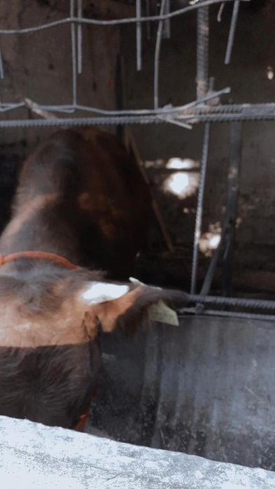 Таналарр сатылады семіз