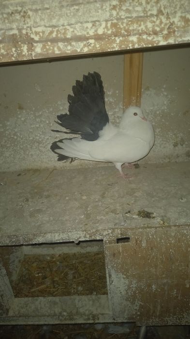 Голуби павлины кептер