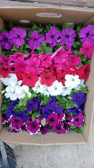 Питуния с теплицы 150 тг.