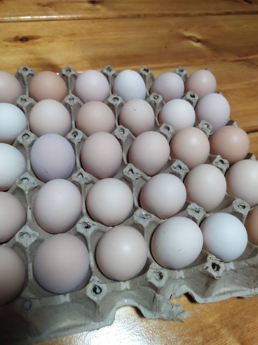 Домашние куриные яйца