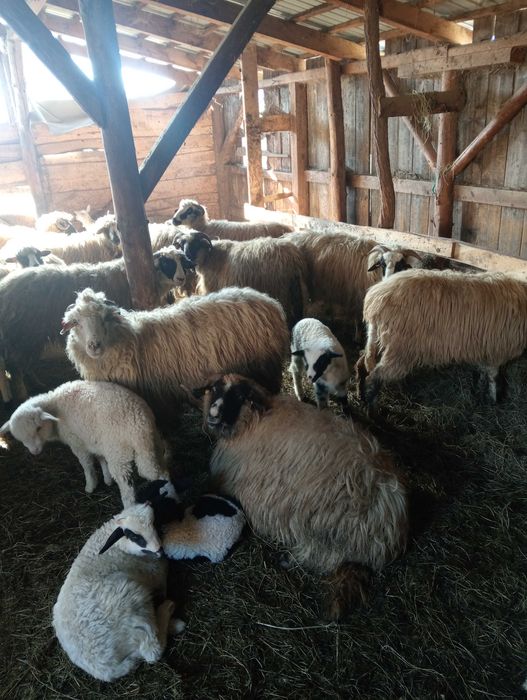 Vând 40 de oi cu miei